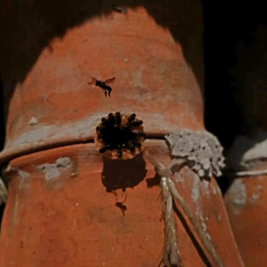 Meson Yohualichan Cuetzalán del Progreso Buitenkant foto