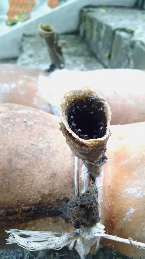 Meson Yohualichan Cuetzalán del Progreso Buitenkant foto